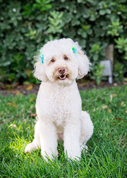 mental health treatment staff Ruby